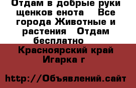 Отдам в добрые руки щенков енота. - Все города Животные и растения » Отдам бесплатно   . Красноярский край,Игарка г.